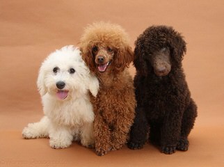 Sage Standard Poodles - Dog and Puppy Pictures