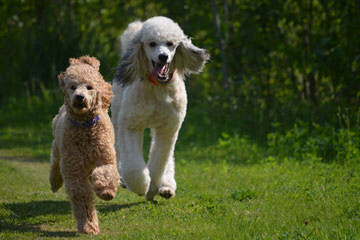 Standard Poodle Stud-Parti Colored - Dog and Puppy Pictures