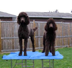 JEMM Standard Poodles - Dog Breeders