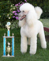 Bunne’ Standard Poodles - Dog Breeders