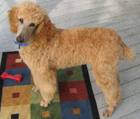 Champion Sired Standard Poodles - Dog Breeders