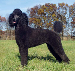 Galyn’s Standard Poodles - Dog Breeders