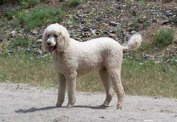 Hidden Meadows Parti Poodles - Dog Breeders