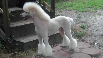 Touch Of Class Poodles - Dog Breeders