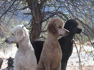 Moonstone Poodles - Dog and Puppy Pictures