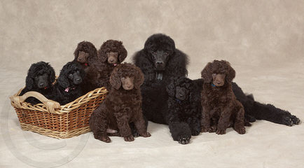 Bassets And Standard Poodles-Health Guaranteed - Dog and Puppy Pictures