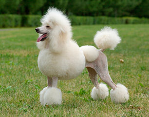 Ali Doodle’s Whoodles - Dog Breeders