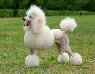 Reyahmi Standard Poodles - Dog Breeders