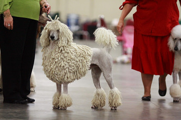 Argan Standard Poodles - Dog Breeders