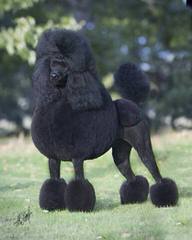 Reyahmi Standard Poodles - Dog Breeders