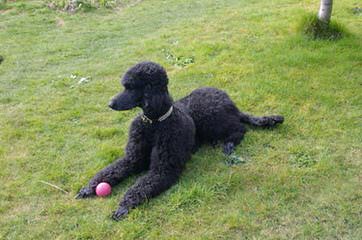 Standard Poodle Stud-Parti Colored - Dog Breeders