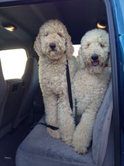 TLC by the Lake Standard Poodle and Doodles - Dog and Puppy Pictures