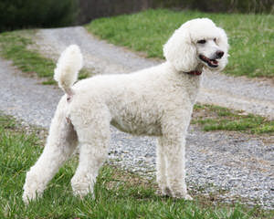 Elite Standard Poodle - Dog Breeders