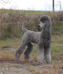 Country Haven Standard Poodles - Dog Breeders