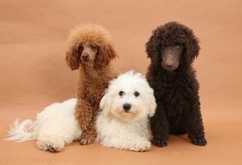 Standard Poodles - Dog and Puppy Pictures