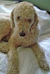 Bunne’ Standard Poodles - Dog Breeders