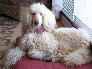 Dolce Standard Poodles And Goldendoodles - Dog Breeders