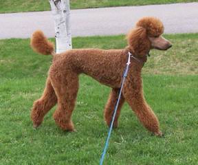 Reyahmi Standard Poodles - Dog and Puppy Pictures