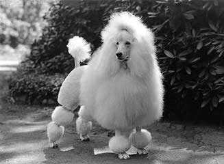 East Tennessee Standard Poodles - Dog Breeders