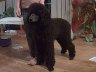 Reyahmi Standard Poodles - Dog and Puppy Pictures