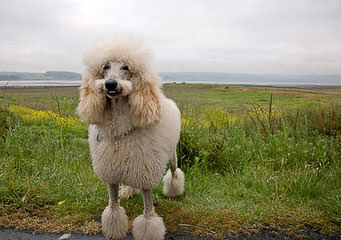 Eleni’s Moonstruck Poodles - Dog Breeders