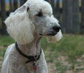Reeses Pieces Poodles - Dog Breeders