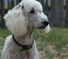 Mt. Hope Standard Poodles - Dog Breeders