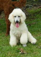 Mapleview Poodles - Dog Breeders