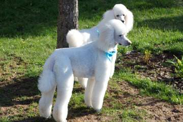 De Medici Poodles Raising Standard Poodles Bred For Temperament - Dog and Puppy Pictures