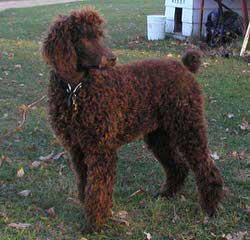 Standard Poodle - Dog and Puppy Pictures