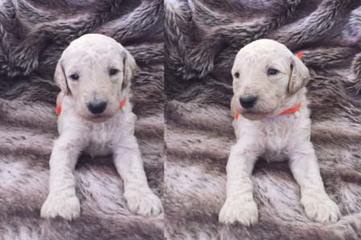 Champion Sired Standard Poodles - Dog and Puppy Pictures