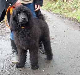 De Medici Poodles Raising Standard Poodles Bred For Temperament - Dog Breeders