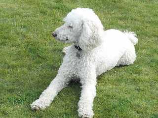 East Tennessee Standard Poodles - Dog Breeders