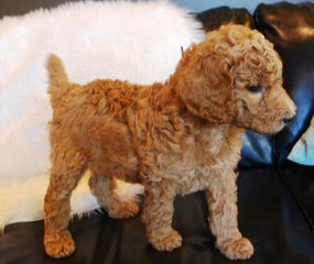 Standard Poodle Puppies - Dog and Puppy Pictures