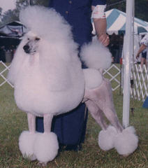 Admiration Standard Poodles - Dog Breeders