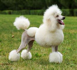 Elegant Poodles - Dog and Puppy Pictures