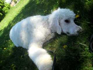 A Patchwork Of Poodles - Dog Breeders