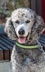 JMS Standard Poodles - Dog and Puppy Pictures