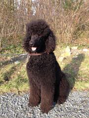 De Medici Poodles Raising Standard Poodles Bred For Temperament - Dog and Puppy Pictures