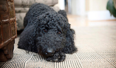 Standard Poodle And Labradoodle Puppies For Sale. - Dog Breeders