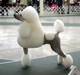 Jem’s Majestic Standards - Dog Breeders