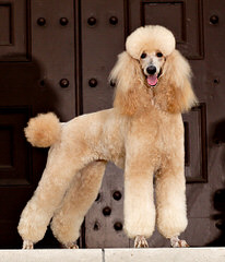 Baker’s Akc Standard Poodles - Dog Breeders