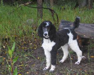 Just A Walk Home Breeder Of Rare Parti Multigen Labradoodles. All Sizes Available - Dog Breeders