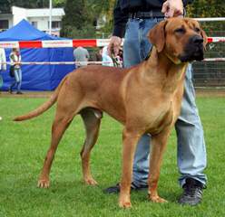 BIRENGO - Dog Breeders