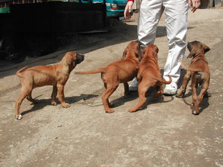 Endless Devotion Tosa inu kennel - Dog Breeders