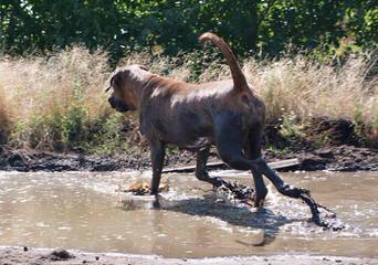 The Tosaken Gold’s Kennel - Dog and Puppy Pictures