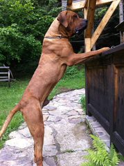 Red Dragon Kennel – Neapolitan Mastiff & Tosa Inu & Dosa Korean Mastiff - Dog and Puppy Pictures