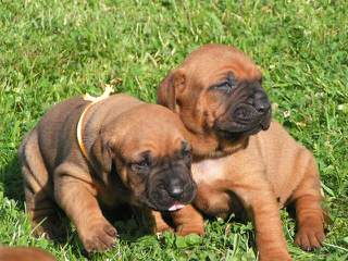 California Tosa Inu - Dog Breeders