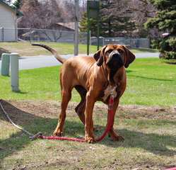 California Tosa Inu - Dog Breeders