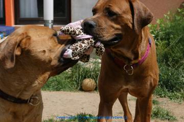 Nihon Koku Tosa’s - Dog Breeders